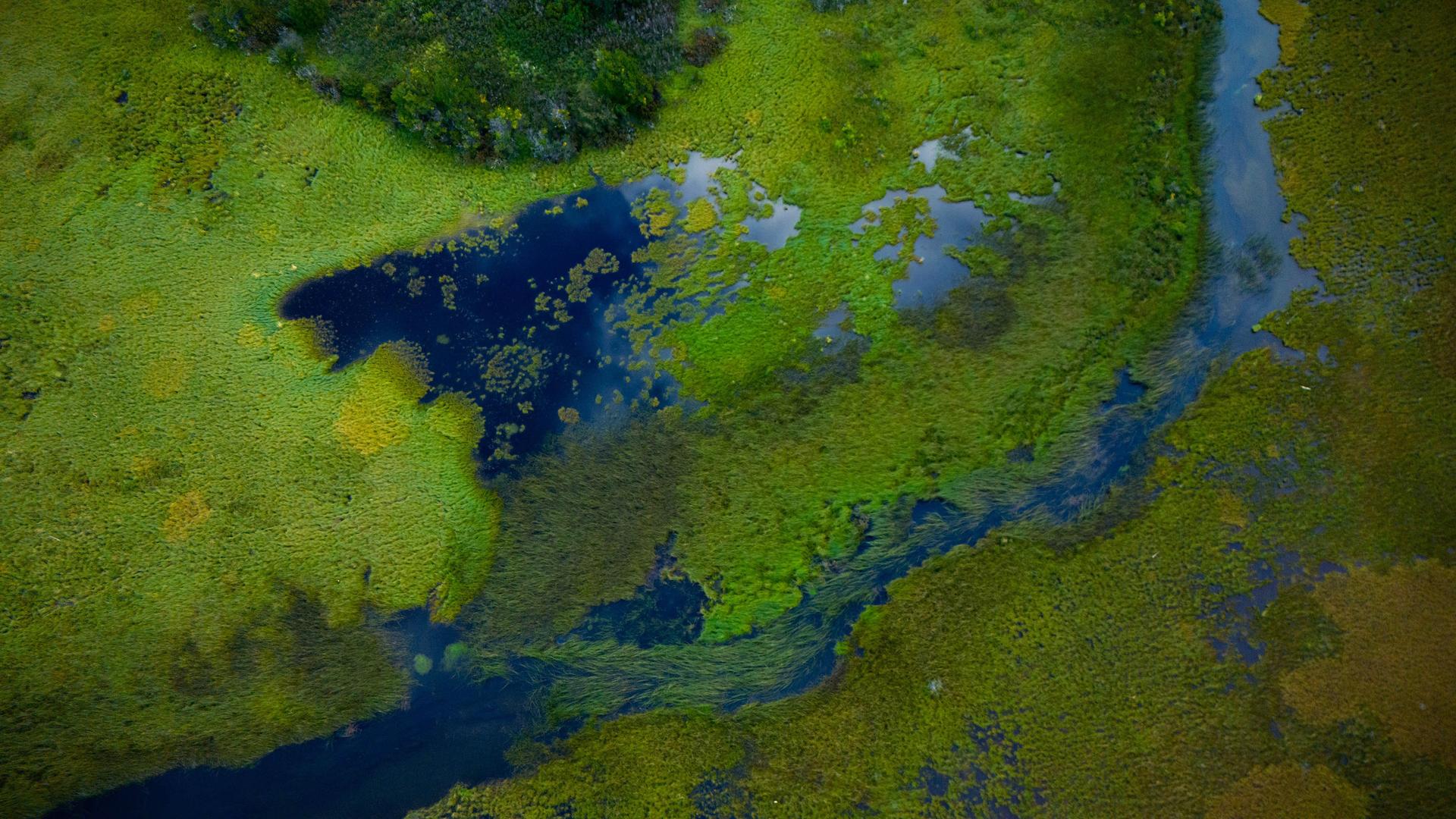 Vista aérea de un humedal costero