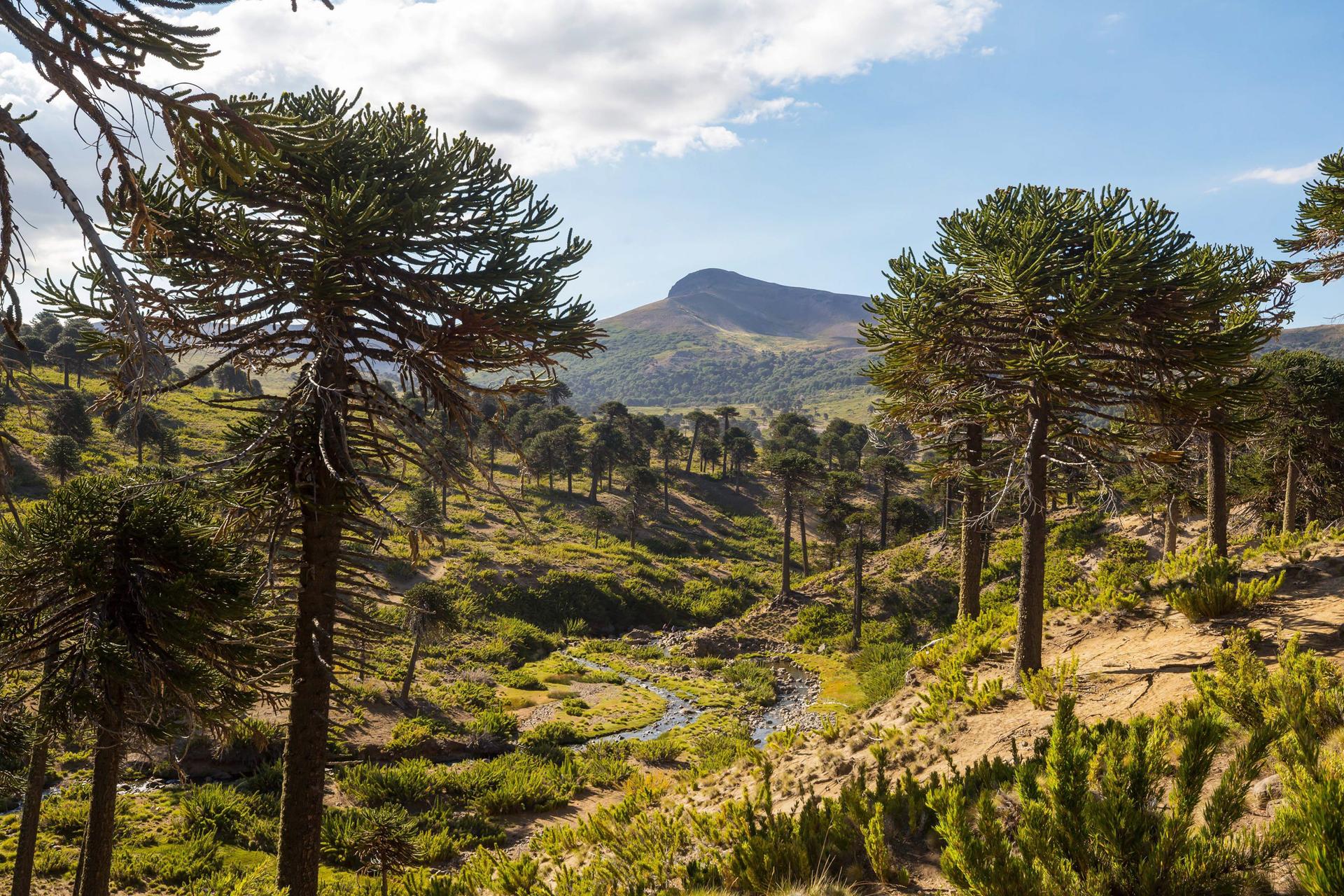 Bosque de araucarias en la cordillera