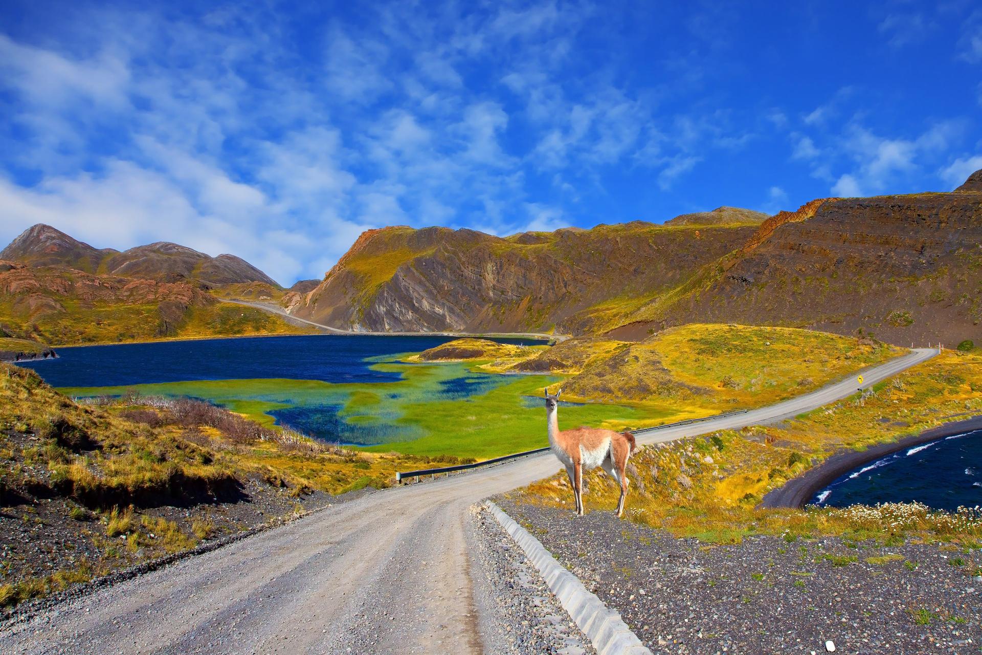 Camino de tierra con un guanaco en el altiplano